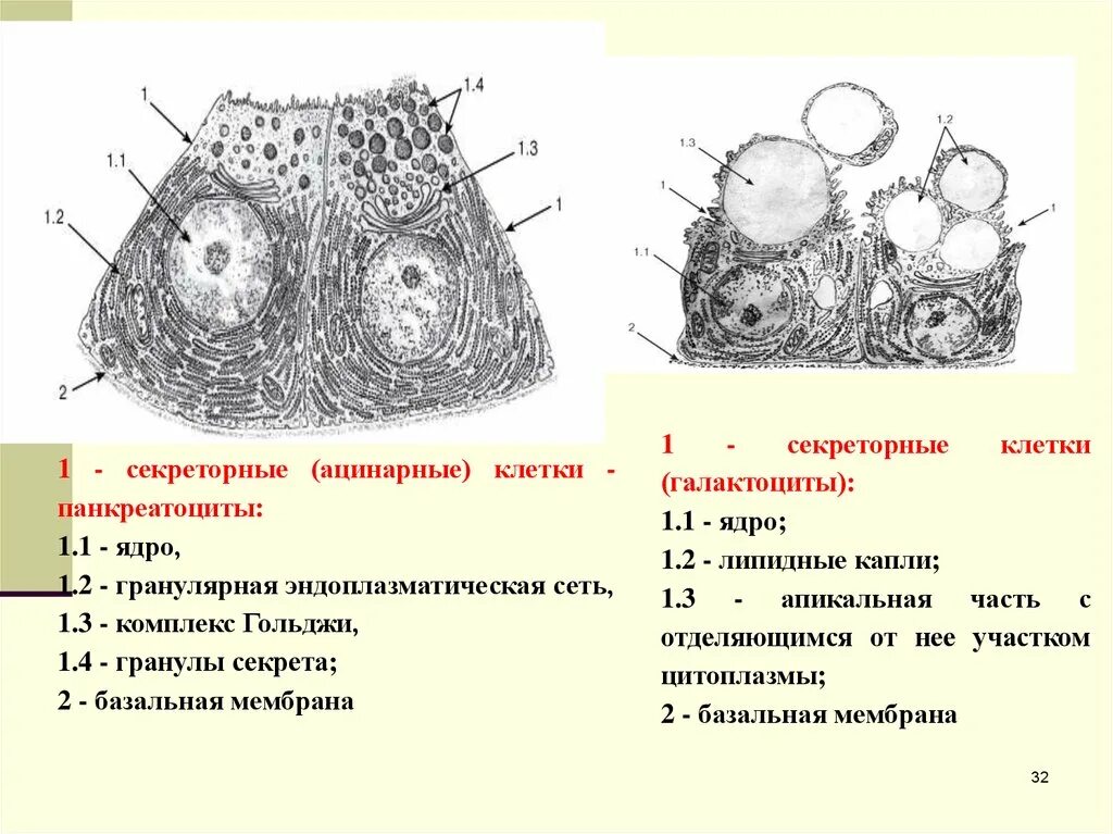 Секреторные б клетки. Строение секреторных клеток. Секреторные ацинарные клетки. Схема секреторной клетки. Ацинарные клетки строение.