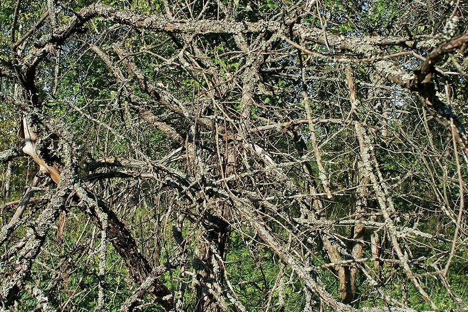 сталкер зов припяти аномальное растение.