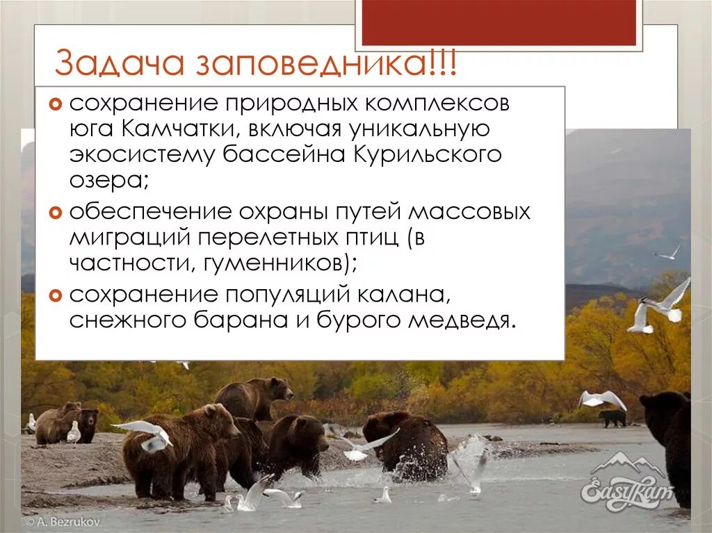 Основной задачей заповедников является образцов. Задачи заповедников. заповедники задания. задачи заповедников кратко.