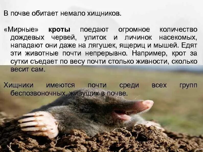 Какую пользу и вред приносят кроты