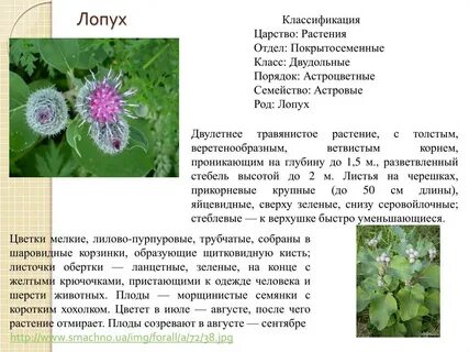 Систематика лопуха