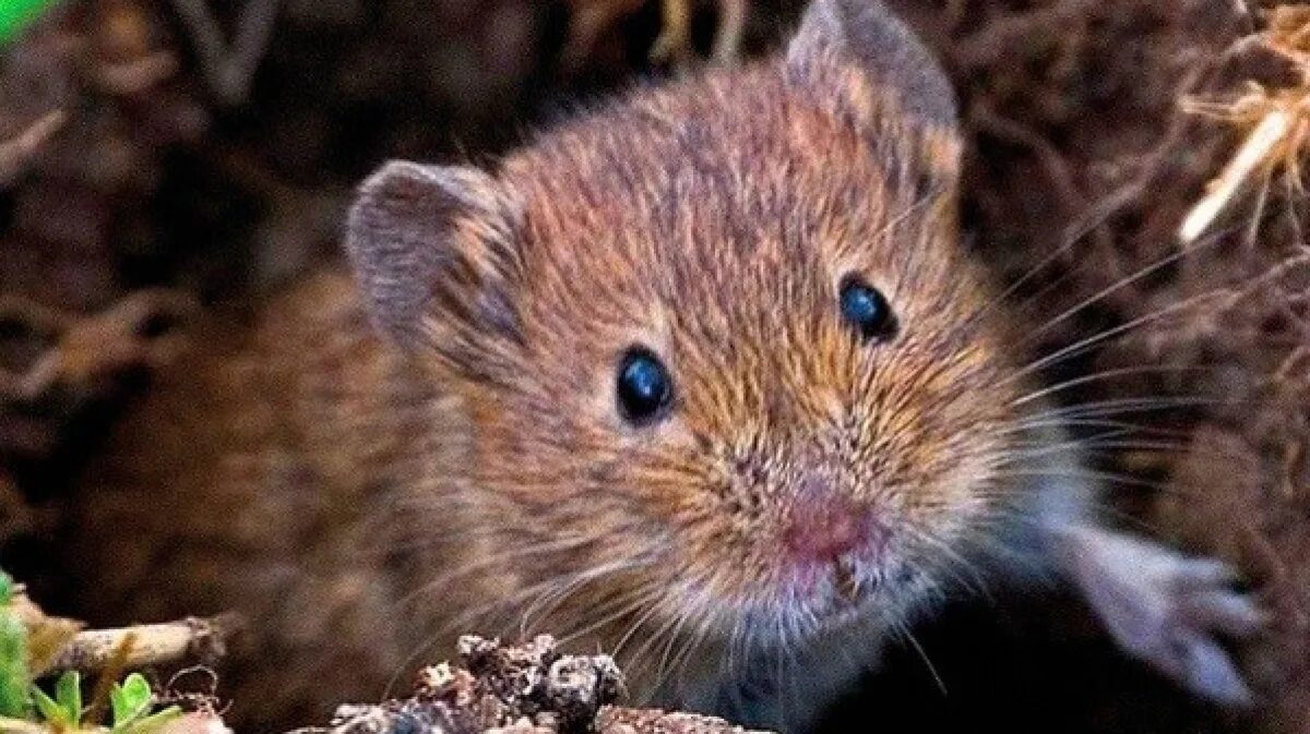 Мышь полевка. Рыжая лесная полевка. Среда обитания полевой мыши. Среда обитания суслика. Ольхонская полевка.