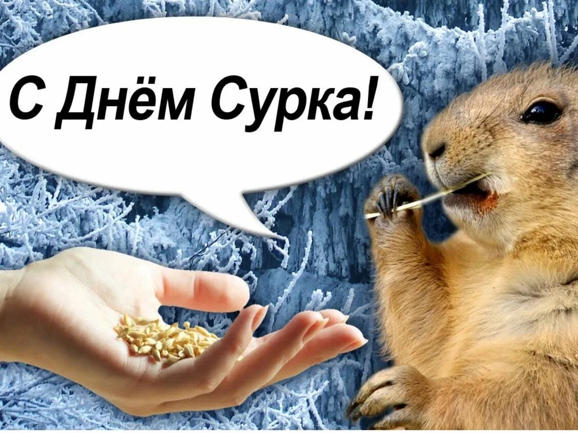 День сурка что это значит выражение. День сурка 2025. день сурка картинки. день сурка 2 февраля 2025. 2 февраля день сурка картинки.