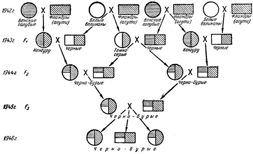 Схема сложного воспроизводительного скрещивания. Схема воспроизводительного заводского скрещивания. Воспроизводительное заводское скрещивание схема. Межпородное скрещивание схема. Как скрещивать палов