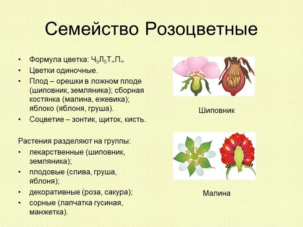 Формула цветка семейства розоцветных. Розоцветные растения формула цветка. Формула семейства Розоцветные. Семейство Розоцветные малина плод