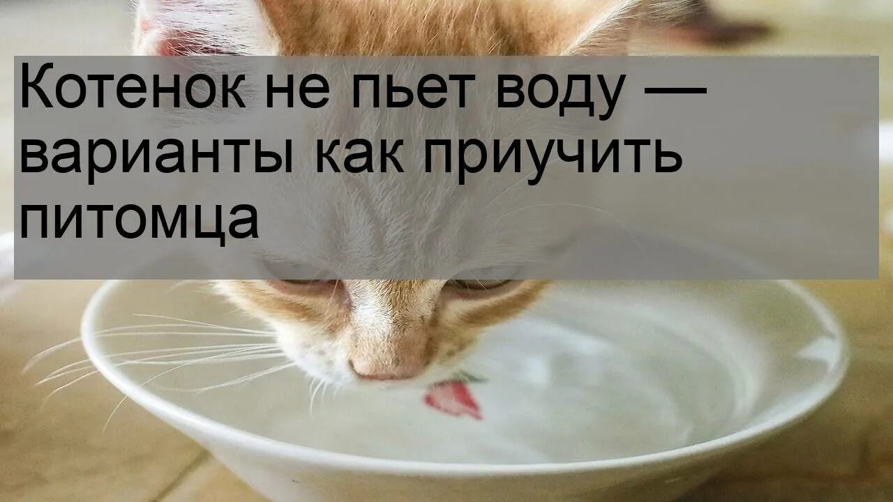 Как заставить кошку пить. Котенок не пьет воду. Кот пьет воду из миски. Научить котенка пить воду. Как заставить кота пить воду.