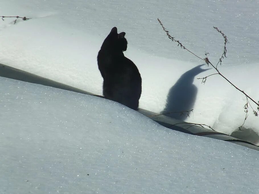 Кота ушел зимой