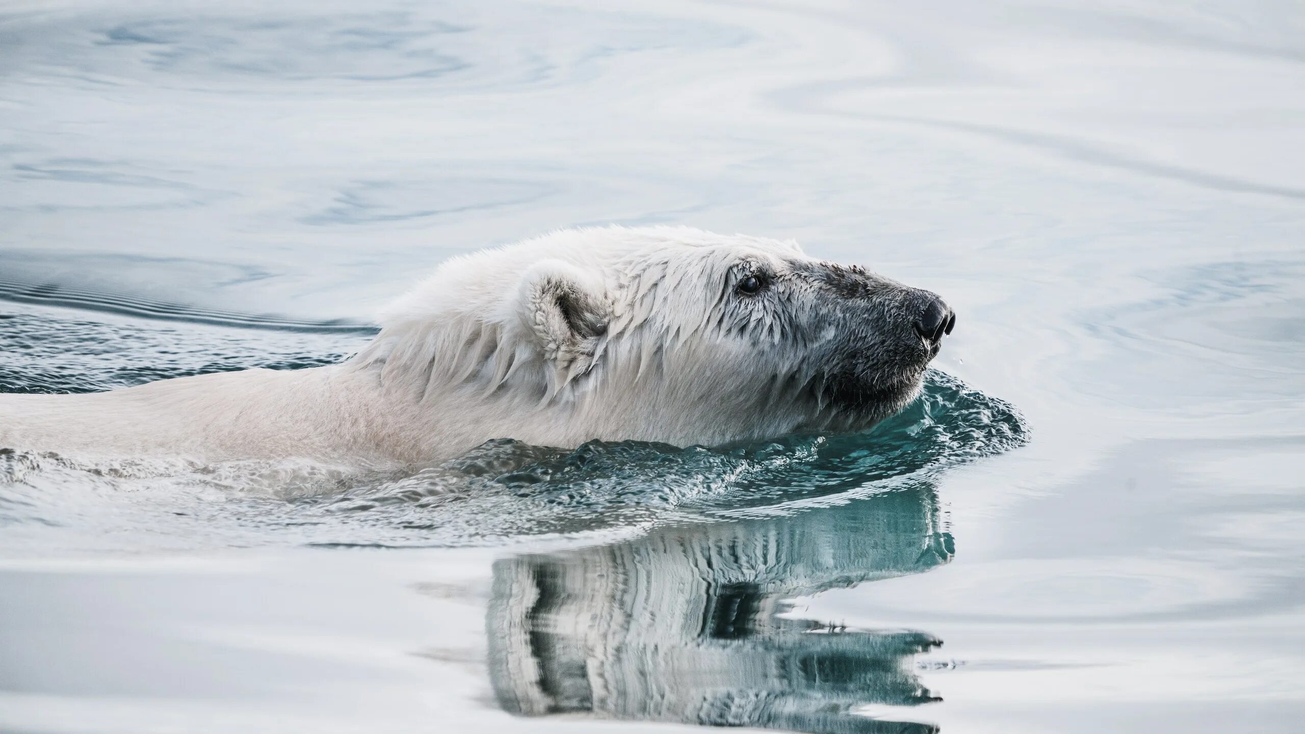 Ice animals. Северный Ледовитый океан белый медведь. Северный Ледовитый океан животные белый медведь. Белые медведи во льдах Северного Ледовитого океана. Белый медведь в Северной Америке.