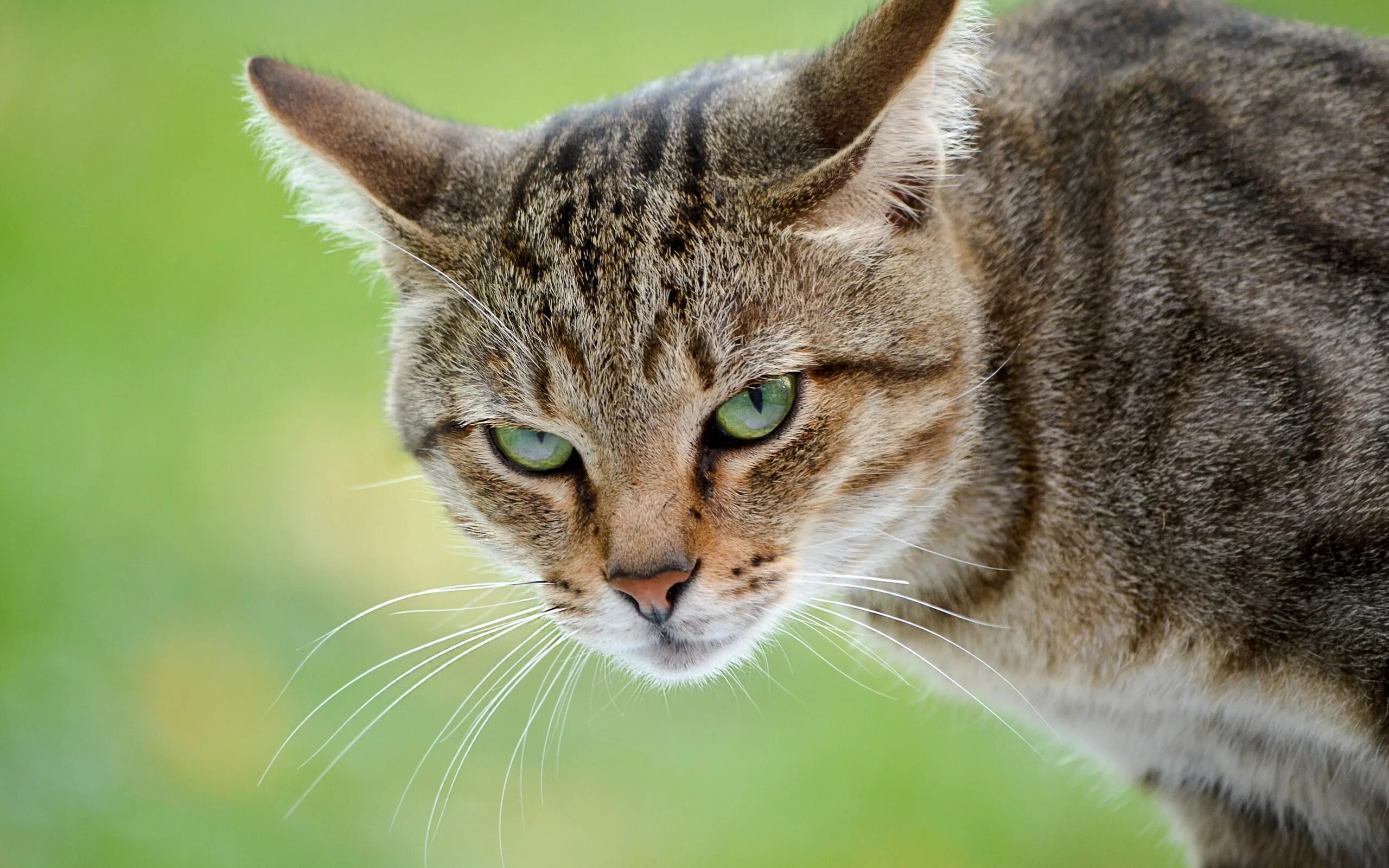 Кошачий кот. Коты. кошачья морда. кошки фото. кот взгляд.