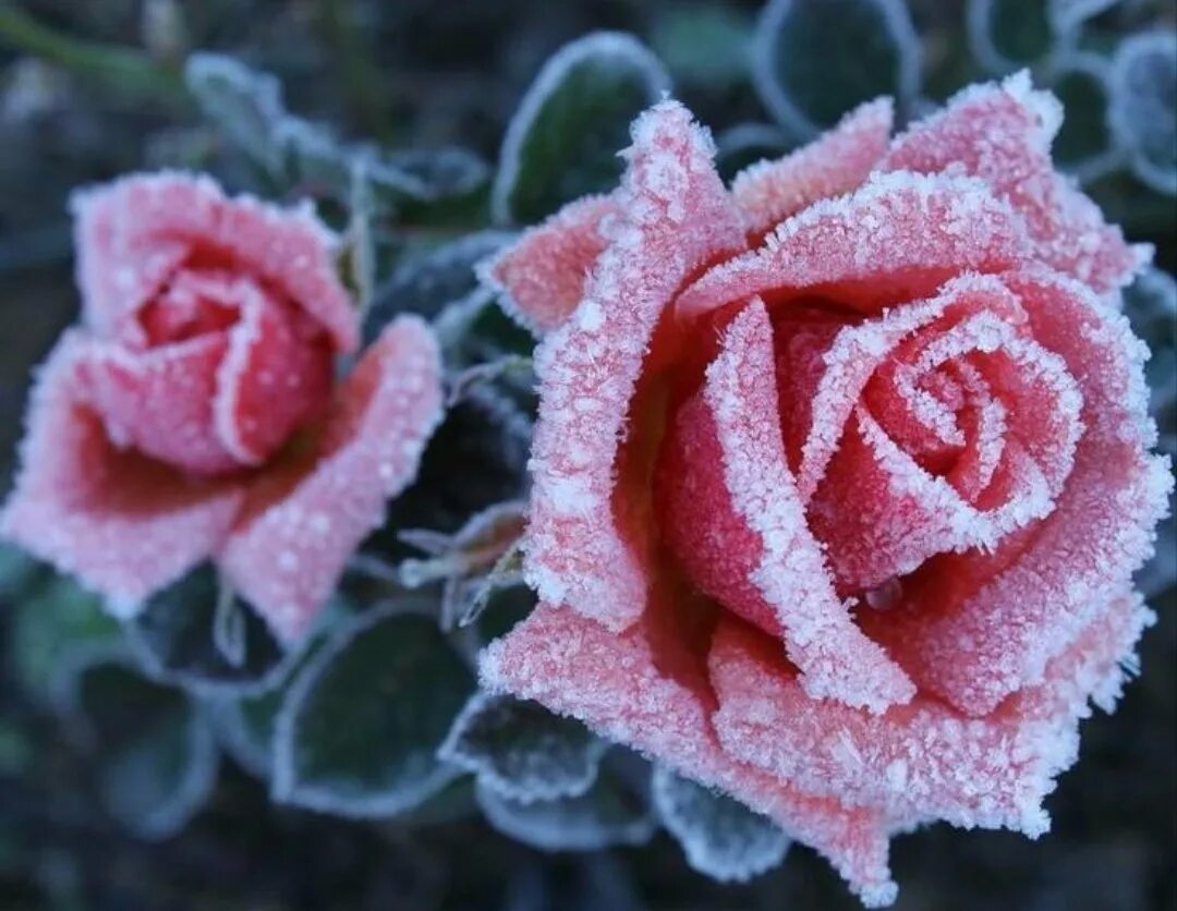 Розы в холодную воду или теплую