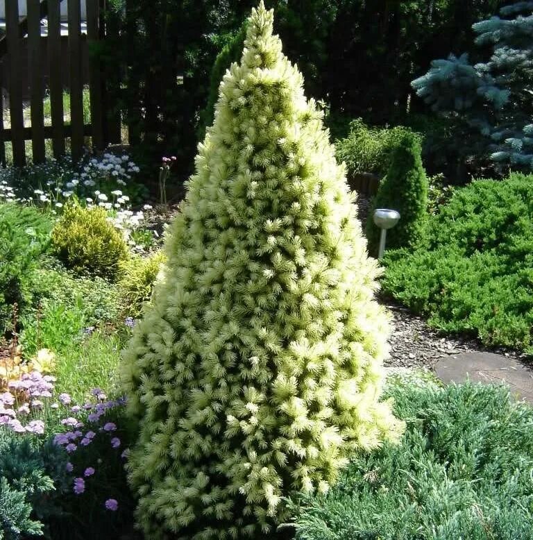 Ель Дейзи Уайт. Ель сизая (Picea glauca "Daisy's White")*. Ель канадская Дейзи Вайт. Ель канадская "Дэйзи Вайт".