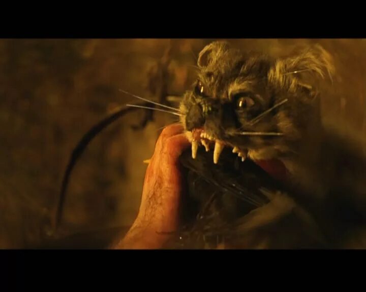 кот смотрящий страшилки