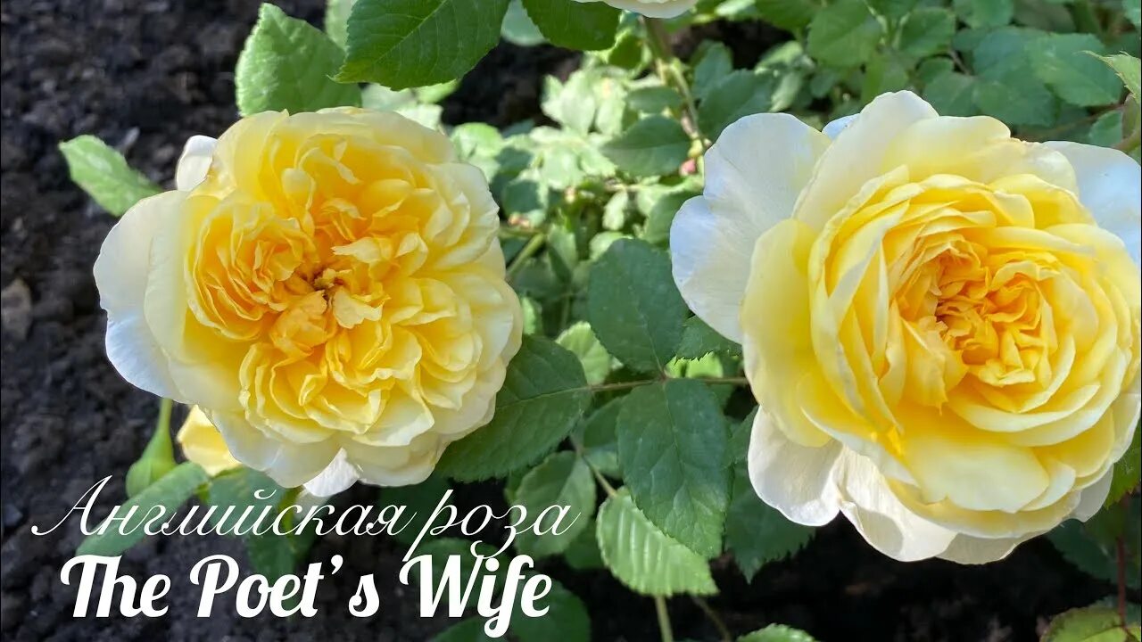 Wife rose