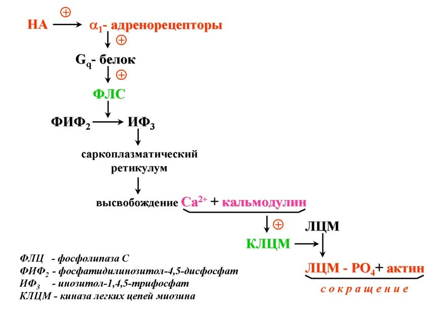 Бета 2 адренорецепторы механизм. Механизм действия бета 2 адреномиметиков. Бета-2 адренергический рецептор. Бета 2 адренорецепторы механизм. Альфа 1 адреноблокаторы механизм действия схема.