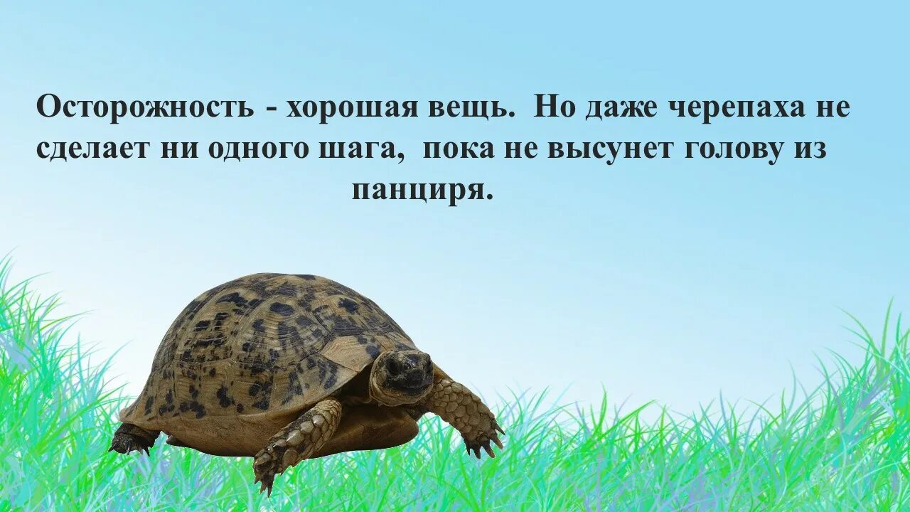 Черепаха приходит первой. Мемы с черепахами. Смешная черепаха. Черепаха прикол. Добрая черепаха.