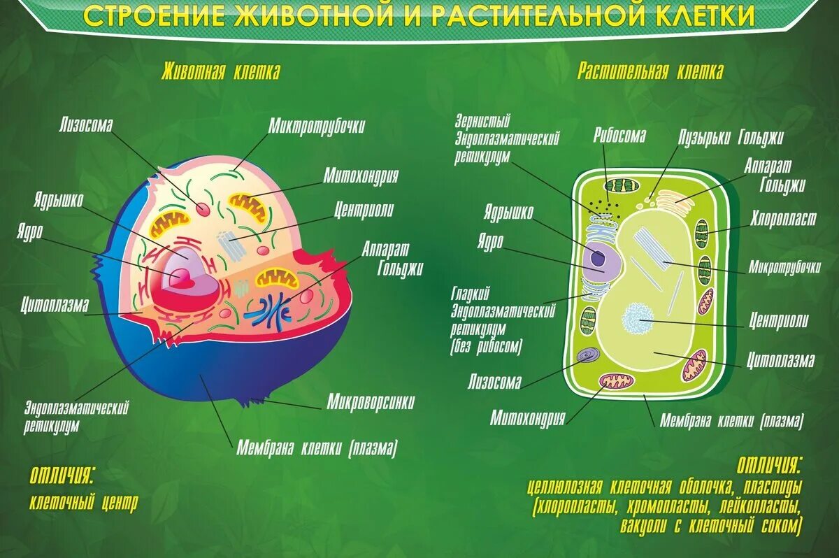 Эукариотическая клетка растения строение. Строение эукариотической клетки растения. Строение эукариотической растительной клетки. Строение клетки животных и клетки растений.