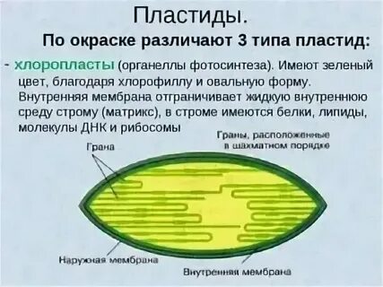 В хлоропластах содержится зеленый пигмент