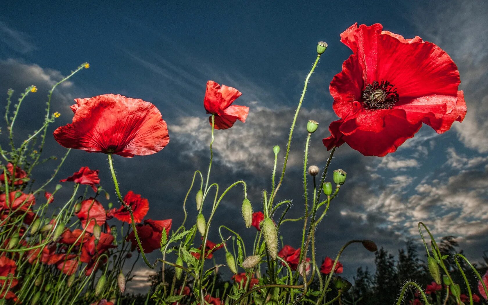 Картинки мак на стол. Кристин эллджер (christine ellger). мак уэлпола. калифорнийский мак (эшшольция). красивые маки.