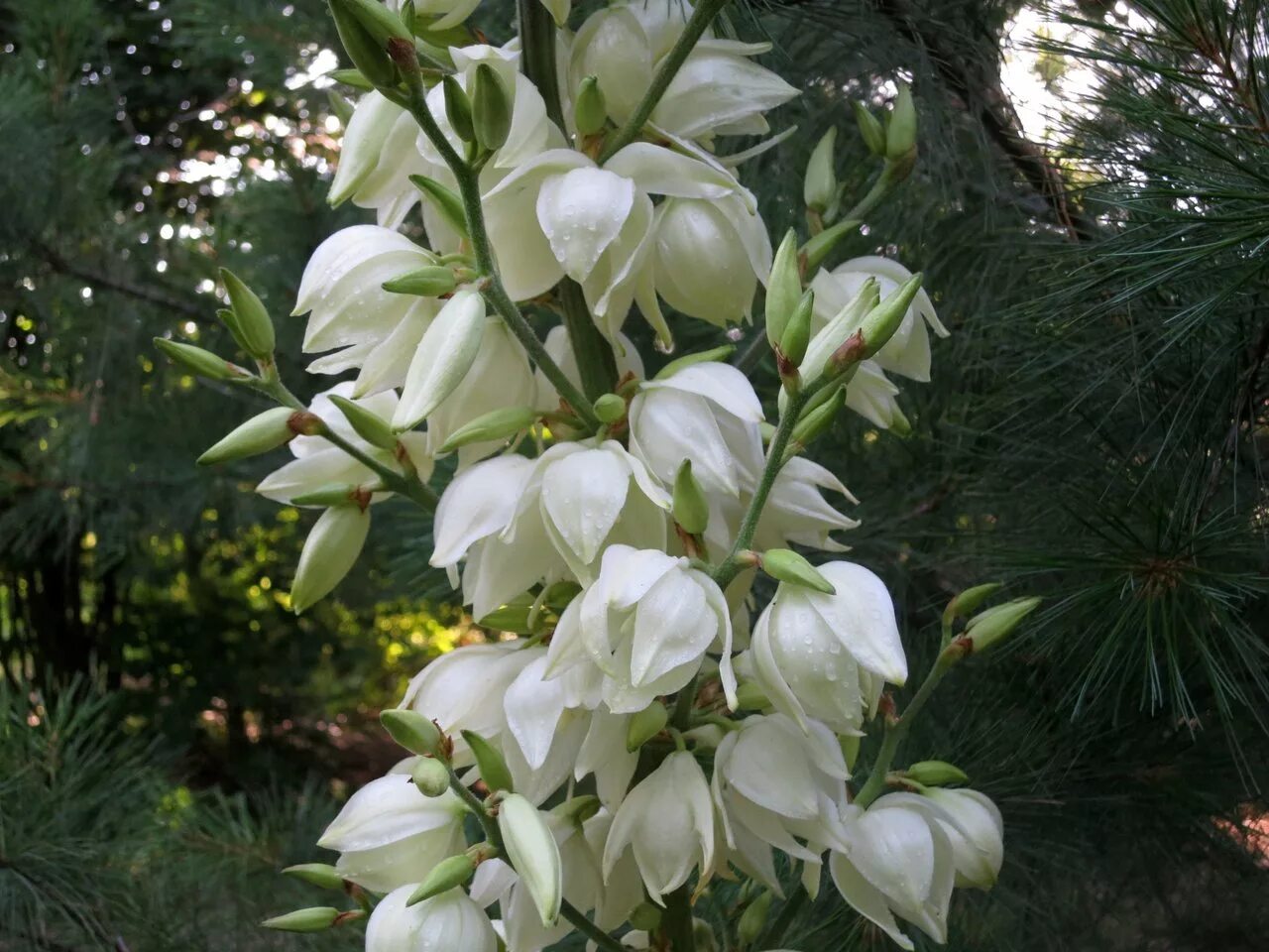 Садовые цветы юкка. Юкка нитчатая. Юкка Садовая филаментоза. Юкка нитчатая Садовая. Юкка нитчатая (Yucca).