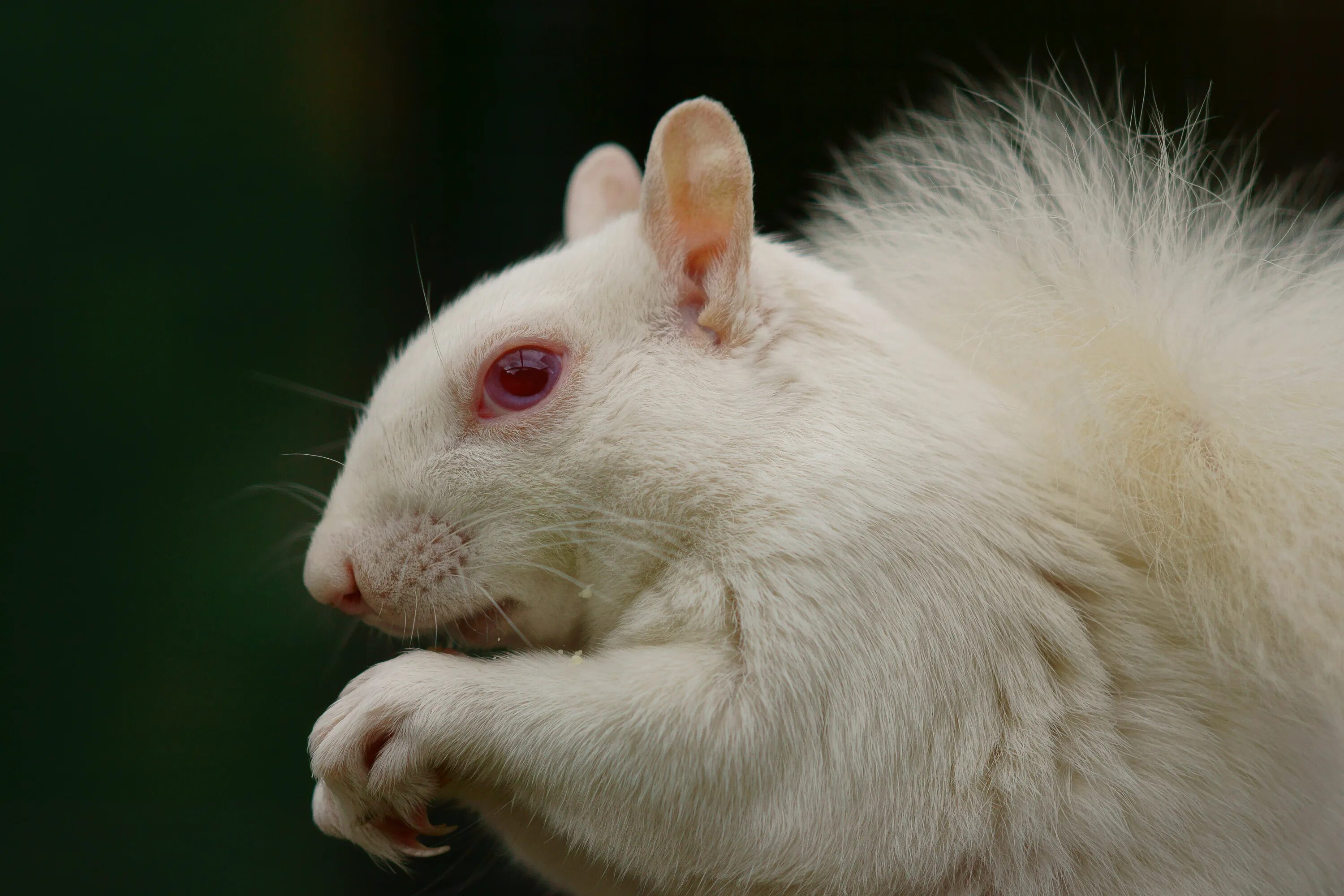 Альбиносы животные. Альбинизм у животных. Звери альбиносы. Белка альбинос. В дикой природе мыши с альбинизмом