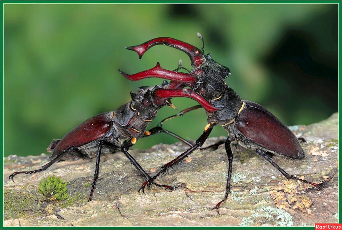 Муравей воин. Жук рогач. Муравьи вида pogonomyrmex maricopa. Жёлтый муравей-амазонка. Конкуренция насекомых.