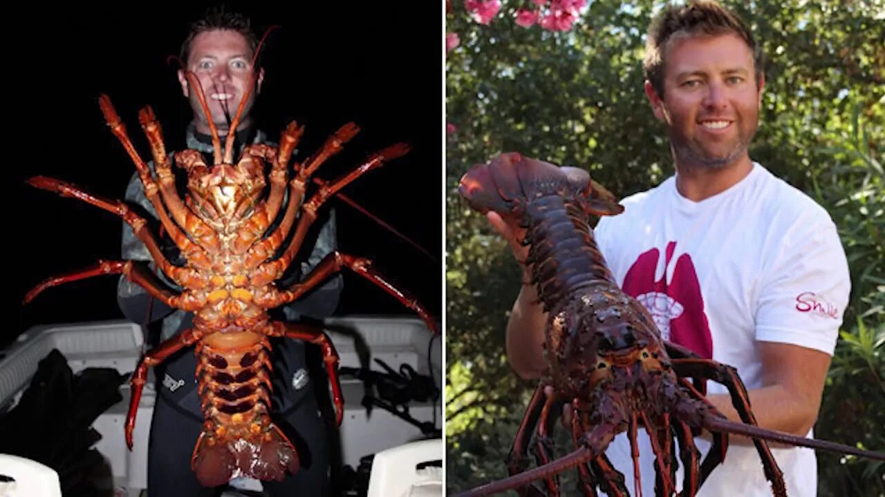 Фото огромного рака. Giant spiny Lobster. Огромный Омар. Самый большой лобстер. Огромный лангуст.