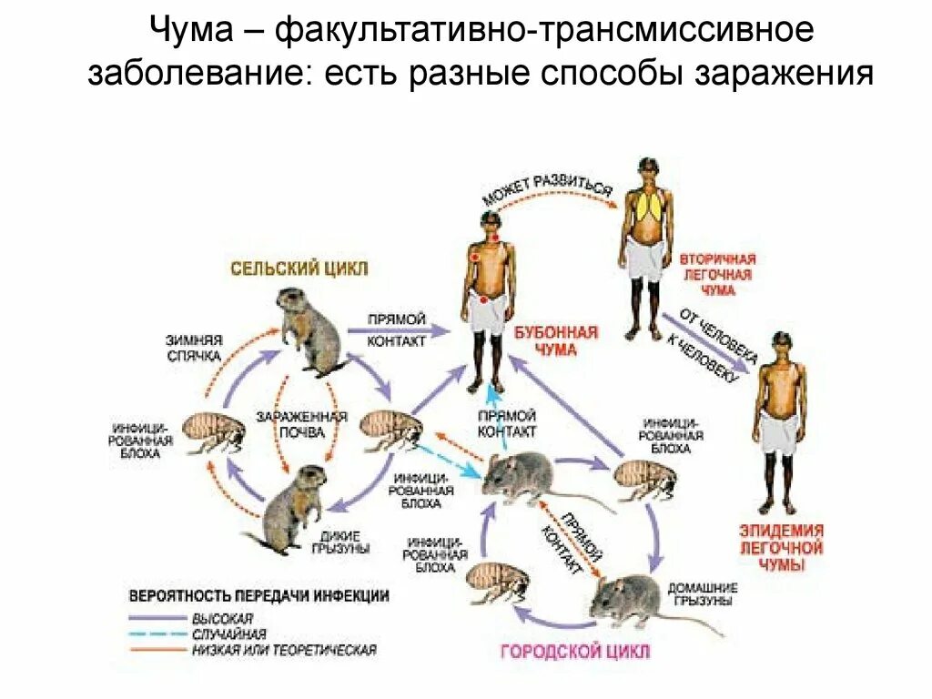 Чума является инфекцией