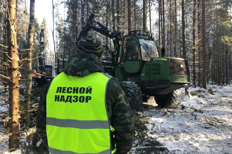 санитарные рубки. рубка охраны. отвод делянок. рубка охраны. незаконная вырубка лесных насаждений.