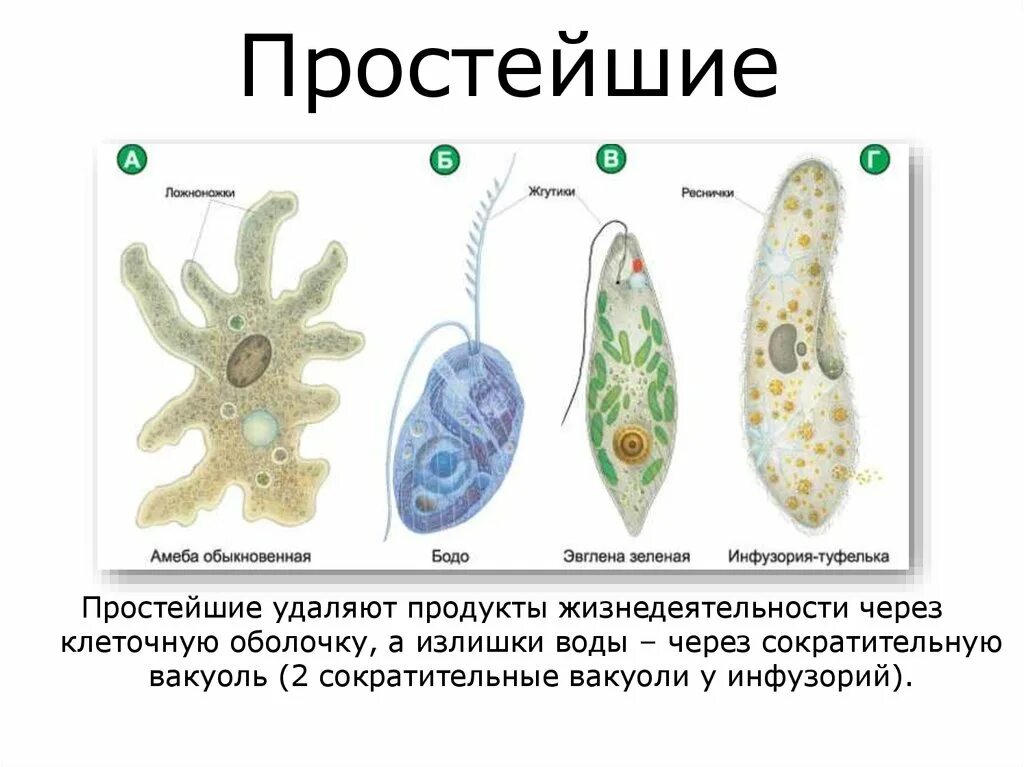 Амеба обыкновенная и инфузория туфелька. Одноклеточные организмы инфузория туфелька. Строение инфузории эвглены зеленой. Амеба инфузория туфелька эвглена зеленая. Строение жгутиконосца Бодо.