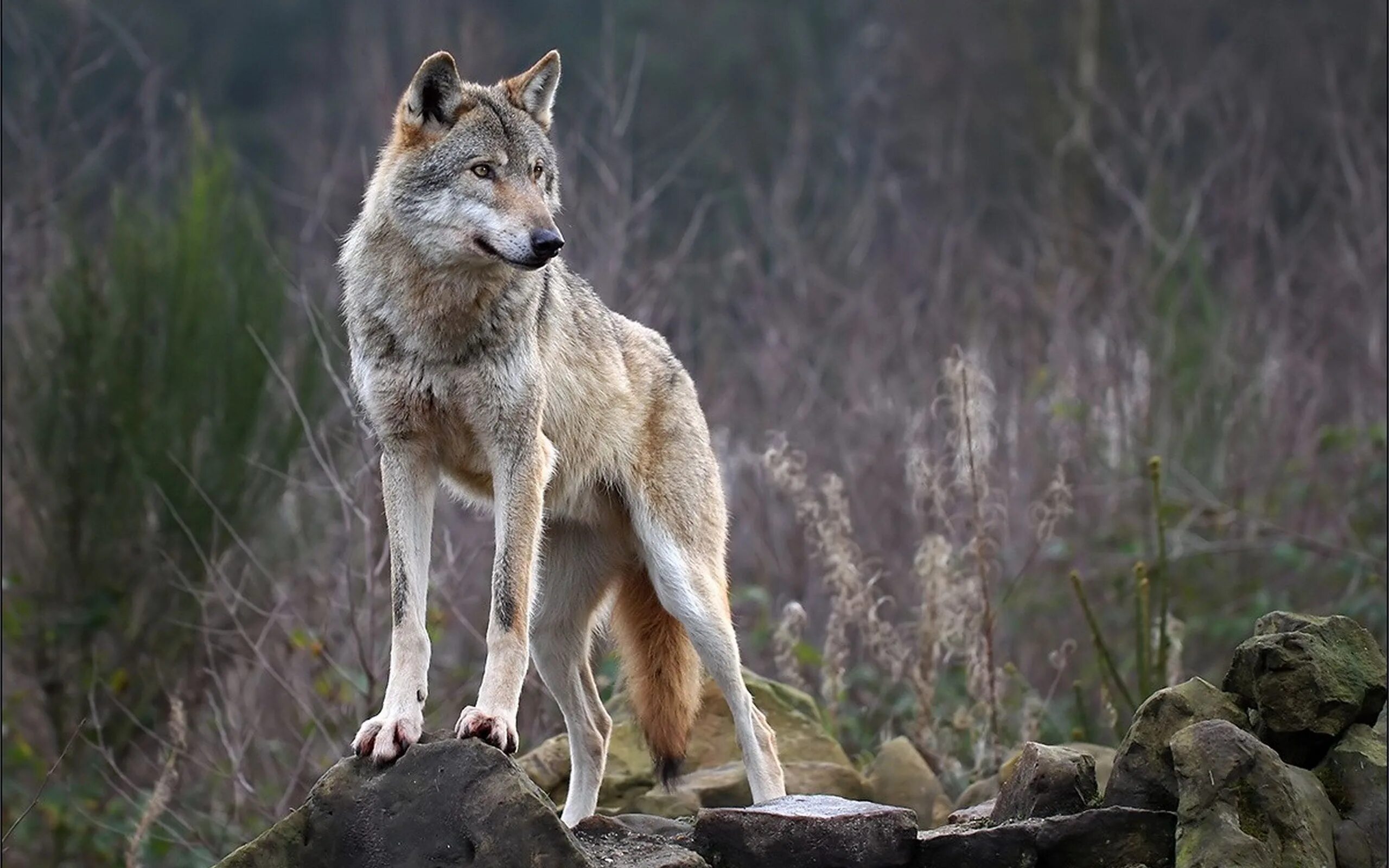 Волк. Волк зима. Грация для волка. Вовк украина. Таёжный волк.