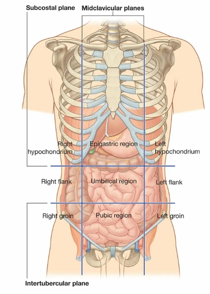 Под правом ребром болит. Расположение органов брюшной полости. Расположение органов у человека в брюшной полости. Анатомия брюшной полости человека схема. Размещение органов брюшной полости.