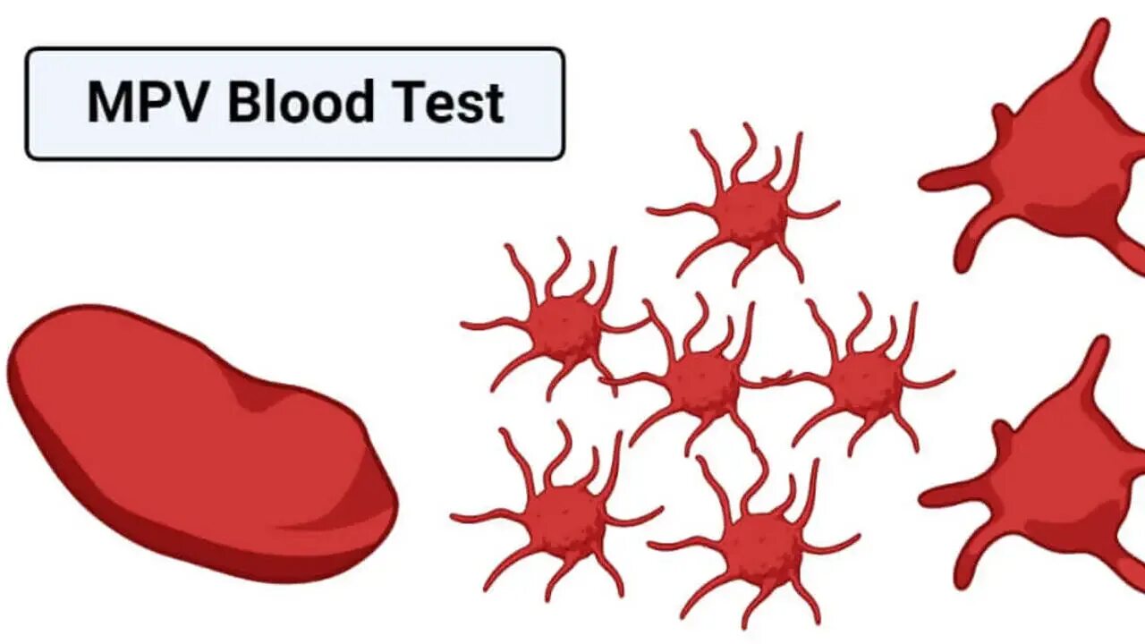 MPV кровь. Blood Platelets Графика. Blood Test силуэт.