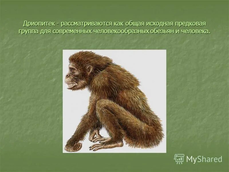 Предком современного человека является. Предком людей и человекообразных обезьян является. Общий предок человека и приматов. Предком людей и человекообразных обезьян является. Предком людей и человекообразных обезьян является.