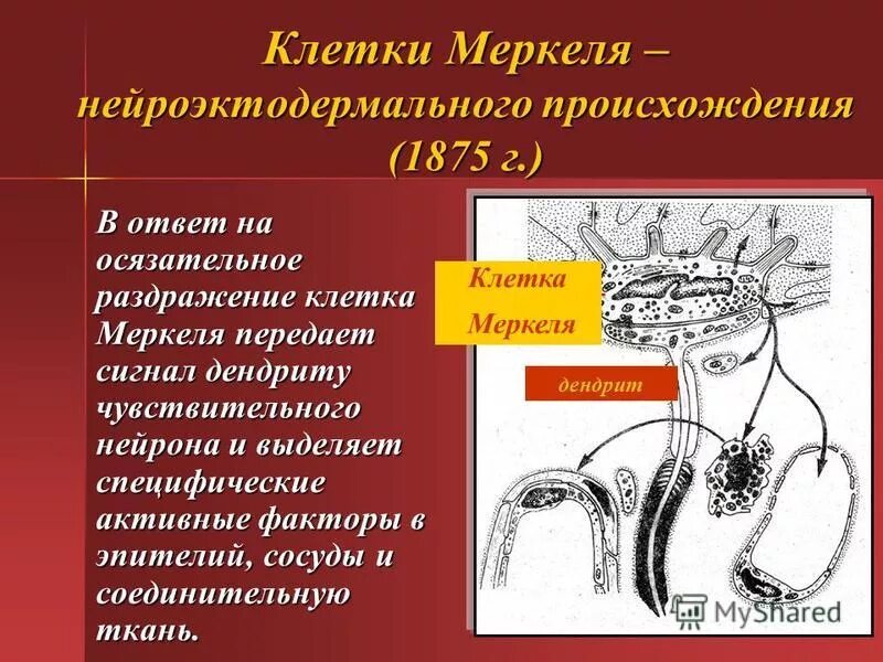 Понятие кожное и мышечное чувство. Процесс восприятия раздражений. Процесс восприятия раздражений. Механизм восприятия запахо. Как происходит процесс восприятия.
