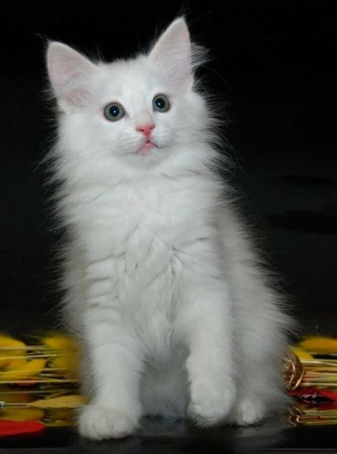 Турецкая ангорская кошка. Ангорская кошка турецкая ангора. Белая ангорская кошка. Турецкая ангорская белая кошка.