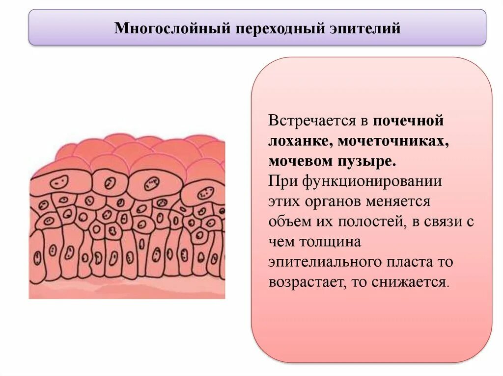 Слои переходного эпителия