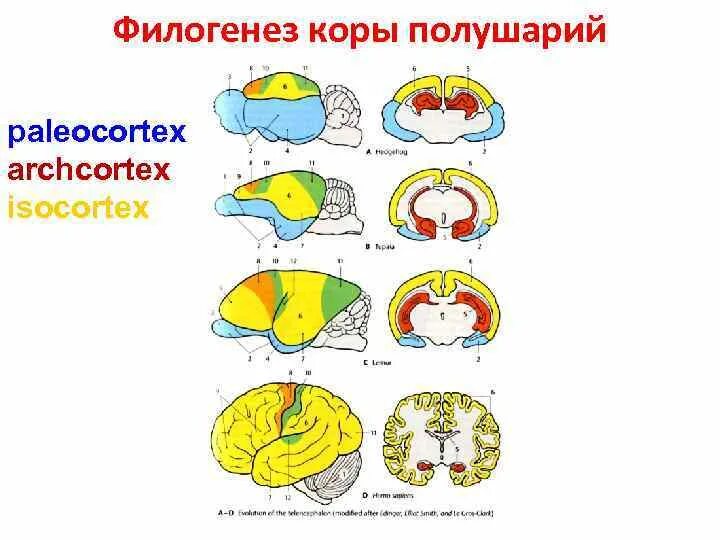 Филогенез мозга. Филогенез коры головного мозга. Типы коры головного мозга палеокортекс. Палеокортекс архикортекс неокортекс. Филогенез коры полушарий.