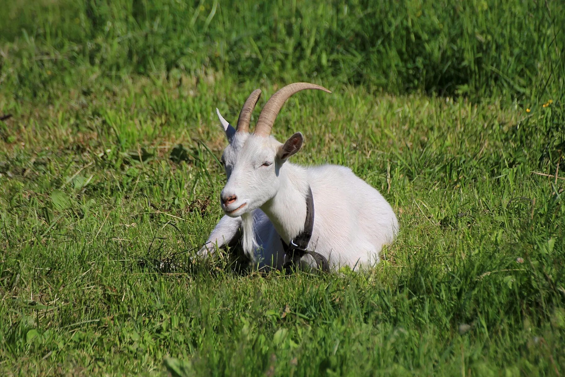 Коза козёл козлёнок. Тоненький голосочек козленка. Ламанча порода коз. Маленькая козочка. Пошла коза по лесу рисунок.
