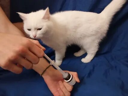 Проглистогоненный котенок
