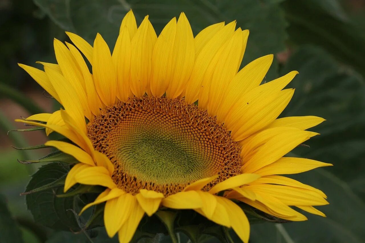 Подсолнечник соцветие. Соцветие подсолнуха. Подсолнечник (Helianthus). Подсолнечник Helianthus Sunsation. Соцветие корзинка подсолнечник.