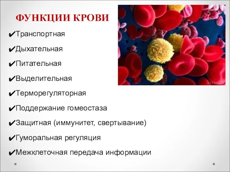 В чем проявляется транспортная функция. Кровь функции крови. Терморегуляторная функция крови. Перечислите функции крови 8 класс. Функции крови в организме человека.