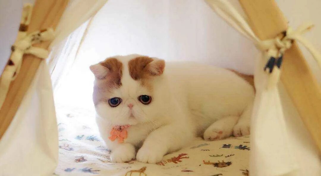 Кот породы Снупи. Экзот кошка. Японская кошка экзот. Японский кот Снупи порода.