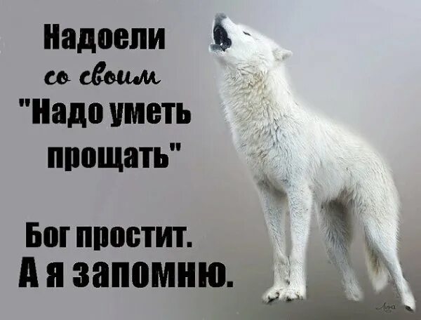 Бог извините. Прости волк. Бог простит а я запомню цитаты. Волк прощает. Бог простит.