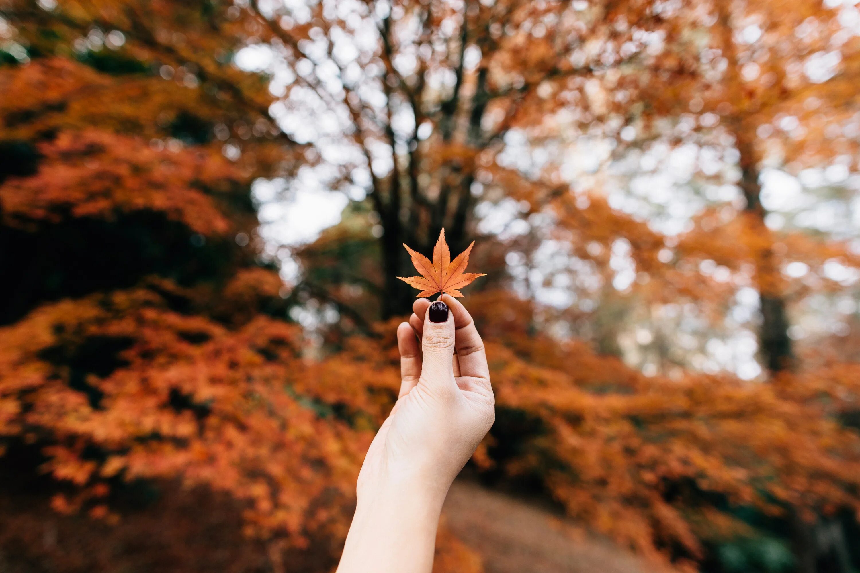 Осенняя Эстетика. Осень Эстетика. Осенние листья в руках. Осень Эстетика листья.