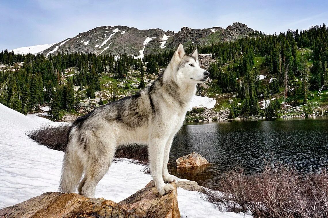 Волки большие собаки. Сибирский хаски + волкособ. Волкособ хаски волк. Волкособ Аляскинский. Волкособы канадский маламут.