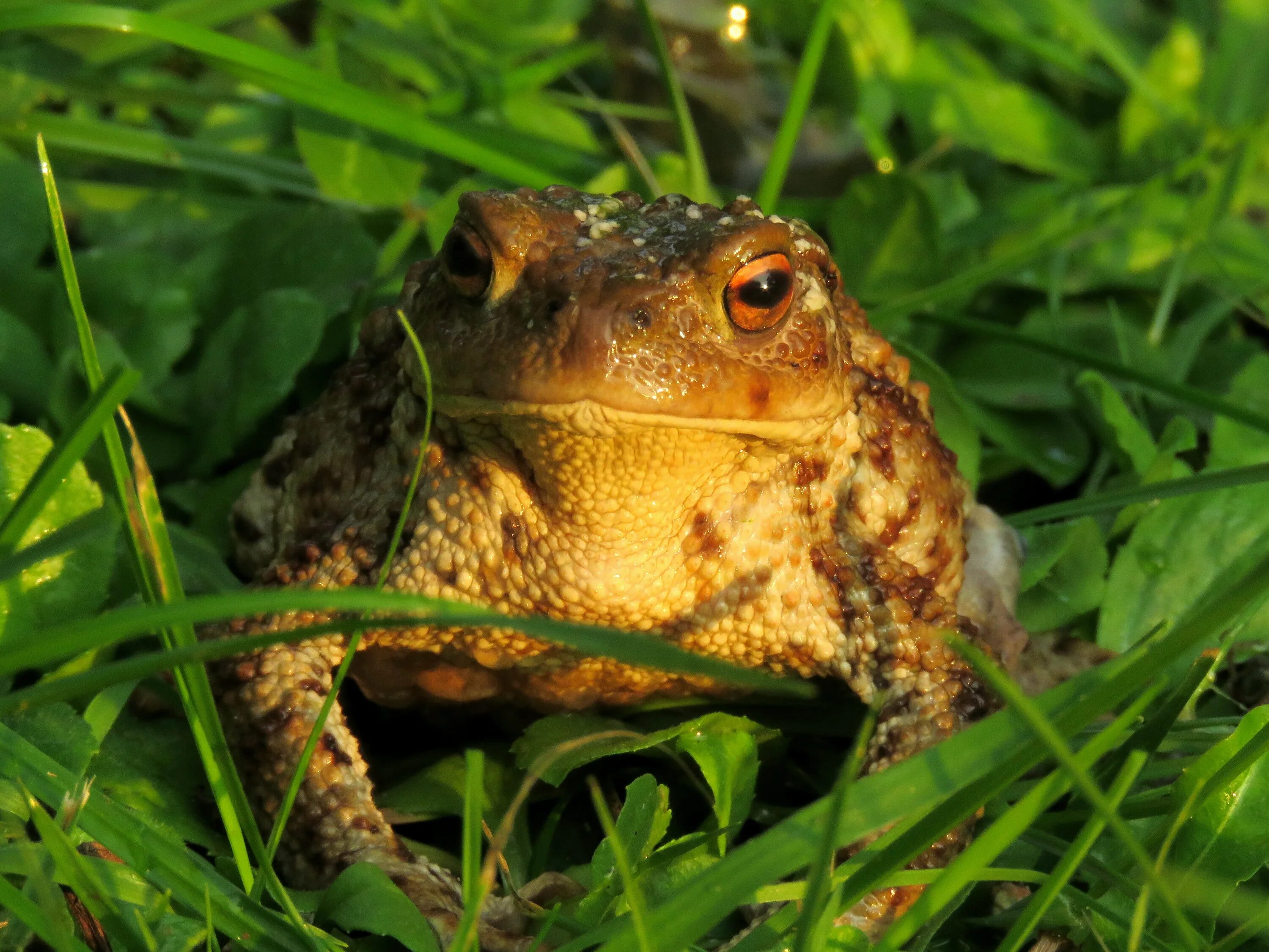 Жаба это ночное животное. Обыкновенная жаба (Bufo Bufo). Серая жаба Bufo Bufo. Кавказская жаба Bufo verrucosissimus. Жаба ага Bufo Marinus.