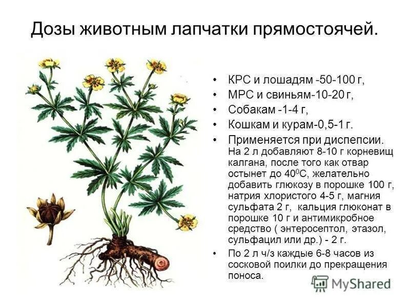 Калган корень свойства и противопоказания. Лапчатка прямостоячая калган. Лапчатка прямостоячая корень. Лапчатка прямостоячая (калган) с корнем. Лапчатка гусиная калган.