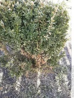 Самшит после зимы пожелтел что надо делать
