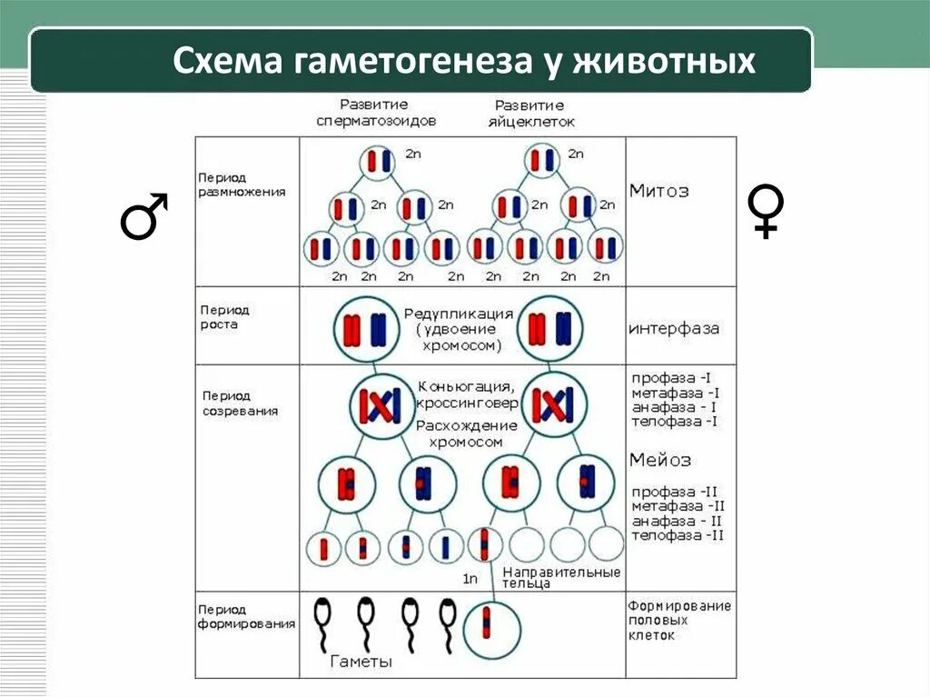 Образование половых клеток гаметогенез таблица. Развитие половых клеток гаметогенез таблица. Образование половых клеток мейоз таблица. Процесс гаметогенеза схема.