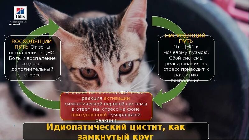 Как проявляется цистит у кошек. Идиопатический цистит у кота. препарат от идиопатического цистита кошек.